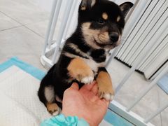 -柴犬小屋·柴餐厅·狗咖食堂(金鼎广场店)