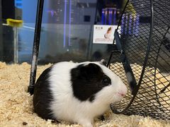 -怪兽屋·羊驼·猫咖·狗咖(俊华广场店)