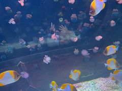 -海合安青岛极地海洋公园