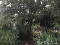 湿地植物-重庆彩云湖湿地公园
