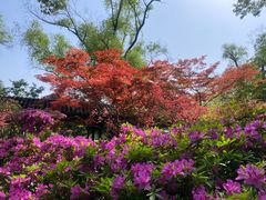 -红梅公园
