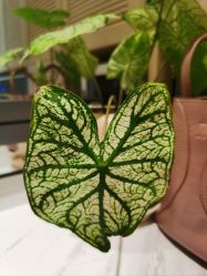 -琴美美容美发·三美会所