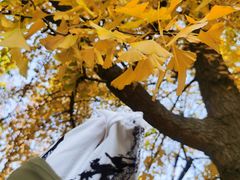 -三里屯东五街银杏大道