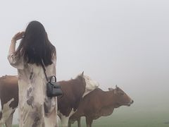 -大姆山草场