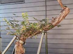 -Peet's Coffee皮爷咖啡(万象天地店)