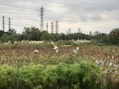 -上海长兴岛郊野公园