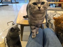 -平行世界·猫咖(首经贸店)