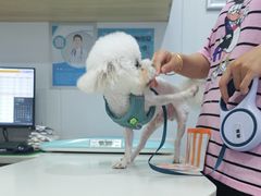 -天使宠物医院·犬猫分诊(彩虹店)