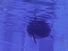 -暹罗海洋世界