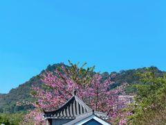 -风云岭森林公园