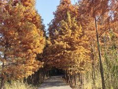 -溱湖国家湿地公园