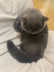 -本小姐美学·半永久纹眉野生眉