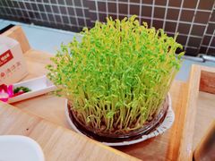 鲜豆苗-好彩猪肚鸡(正弘城店)