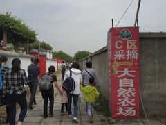 -大自然农场蔬菜草莓采摘园