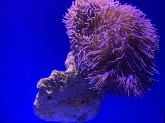 -悉尼海洋生物水族馆