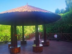 -大亚湾红树林城市湿地公园