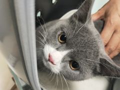 -宠福鑫康馨动物医院·骨科·眼科