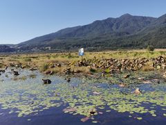 -腾冲北海湿地