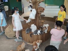 -飞行喵MR PILOT|猫舍·猫咖(静安大融城店)