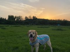 -芭比堂动物医院·犬猫全科·异宠专科(雁塔分院)