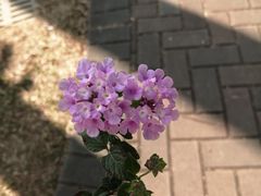 -华南国家植物园-售票处