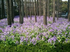 android_upload_pic-上海虹桥迎宾馆