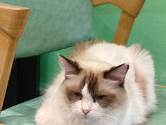 -猫色咖啡·猫咖