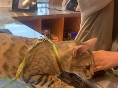 -帕帕拉兹宠物(亚洲旗舰店)