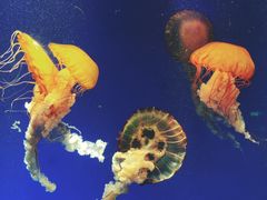 -海合安成都极地海洋公园