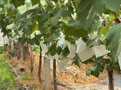 -马陆小张葡萄园农家乐