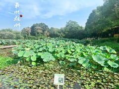 -西溪国家湿地公园