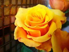 -爱尚幸福鲜花(上地实体店)