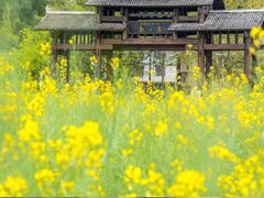 -万峰林风景区
