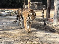 -上海野生动物园老虎餐厅