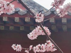 -桃花堤公园