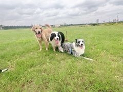 -翊宠yipet猫狗购宠庄园犬舍•猫舍