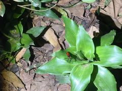 -中国科学院西双版纳热带植物园