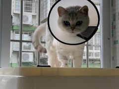 -瑞派康怡24h宠物医院·犬猫医疗中心·微创绝育(瑞景分院)