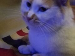 -Sirena海妖日咖夜酒