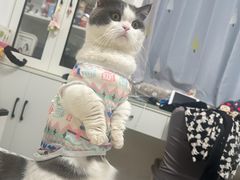 -欣宠猫屋·矮脚拿破仑·蓝金金渐层