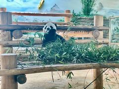 -西霞口神雕山野生动物世界