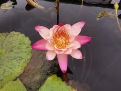 -池杉湖湿地公园