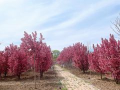 -甜心庄园·甜心草莓采摘园(西青中北店)