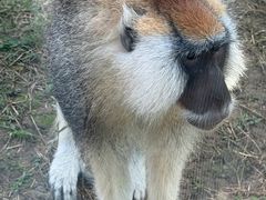 -合肥野生动物园