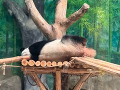 -灵玲国际马戏城