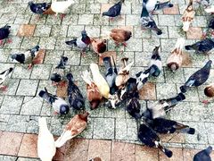 -芽庄珍珠岛游乐园