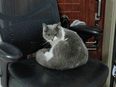 -纳吉亚猫专科动物医院博雅分院