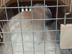 -四月宠物医院·猫专科·心脏专科·内科(转塘店)