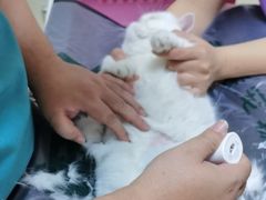 -瑞派宠物医院·24小时骨科·心脏·核磁(哈尔滨南岗店)