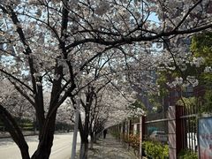 -高东镇樱花园